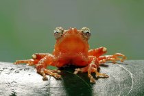 Жемчужная Лягушка на листе, Индонезия — стоковое фото
