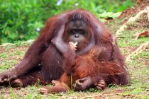 Orang-Utan-Weibchen mit ihrem Baby, Borneo, Indonesien — Stockfoto