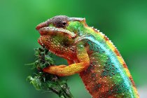 Panther chameleon on a plant, Indonesia — Stock Photo