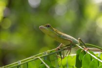 Maned forest lizard on a plant, Indonesia — Stock Photo