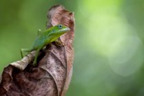 Ящерица на сушеном листе, Индонезия — стоковое фото