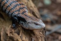 Close-up of a Blue-tongued skink, Indonesia — Stock Photo
