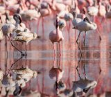 Колонія фламінго в озері Накуру (Кенія). — стокове фото