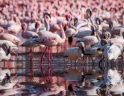 Colony of flamingoes in lake Nakuru, Kenya — Stock Photo
