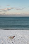 Chien dalmate courant sur une plage enneigée en hiver, Italie — Photo de stock