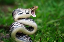 Cobre encabeçado Trinket Snake pronto para atacar, Indonésia — Fotografia de Stock