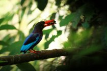Javan Kingfisher carrying an insect in its mouth, Indonesia — Stock Photo