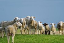 Gregge di pecore sulla diga di Ems, Oldersum, Frisia orientale, Germania — Foto stock