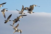 Flock of barnacle geese in flight, Oldersum, Lower Saxony, Germany — Stock Photo