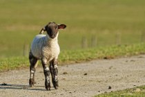 Portrait of a lamb, Oldersum, Lower Saxony, Germany — Stock Photo
