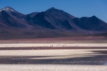 Flock of flamingoes flying over the red lagoon, Altiplano, Bolivia — Stock Photo