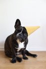 Bulldog francés con sombrero de fiesta - foto de stock