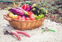 Плетеная корзина в огороде со свежесобранными баклажанами, цуккини, перцем и помидорами — стоковое фото