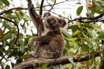 Koala seduta su un albero di gomma, Queensland, Australia — Foto stock