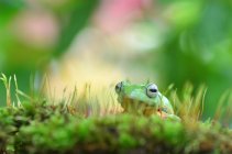 Close-up of a frog sitting on moss, Indonesia — Stock Photo