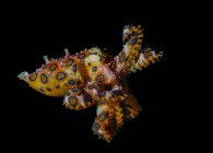 Blue ringed Octopus attacking, Lembeh Strait, Indonesia — Stock Photo
