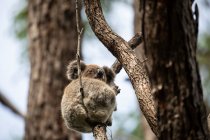 Koala sentado en un árbol de goma, Queensland, Australia - foto de stock