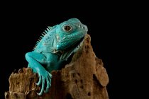 Retrato de uma Grande Iguana Azul Cayman em um ramo, Indonésia — Fotografia de Stock