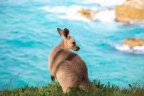 Vue arrière d'un joey mangeant de l'herbe par la mer, North Stradbroke Island, Moreton Bay, Queensland, Australie — Photo de stock