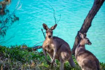 Deux kangourous au bord de l'océan, North Stradbroke Island, Moreton Bay, Queensland, Australie — Photo de stock