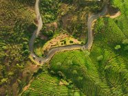 Vue aérienne d'une route traversant une plantation de thé, Bandung, province de Java occidental, Indonésie — Photo de stock