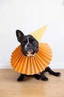 Bulldog francés con sombrero de fiesta - foto de stock