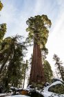 Inverno em Sequoia National Park, Califórnia, EUA — Fotografia de Stock