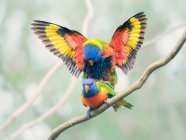 Dos Lori arco iris apareándose en una rama, Melbourne, Victoria, Australia - foto de stock