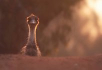 Retrato de un emú al atardecer, Australia - foto de stock