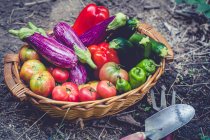 Panier en osier dans un potager avec aubergines, courgettes, poivrons et tomates fraîchement cueillies — Photo de stock