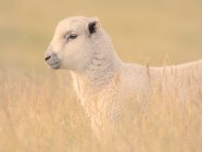Nahaufnahme eines Lammes, das auf einem Feld steht und Gras frisst, Neuseeland — Stockfoto