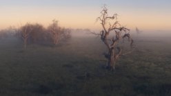 Paesaggio rurale nella nebbia, Nuovo Galles del Sud, Australia — Foto stock