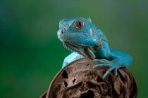 Retrato de uma Grande Iguana Azul Cayman em um ramo, Indonésia — Fotografia de Stock