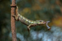 Panther chameleon catching prey, Indonesia — Stock Photo