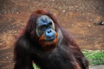 Retrato de um orangotango Ilha Kalimantan, Bornéu, Indonésia — Fotografia de Stock