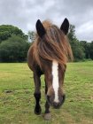 Primo piano di un pony a New Forest, Hampshire, Inghilterra, Regno Unito — Foto stock
