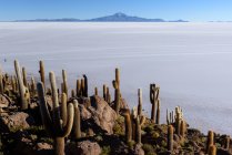 Cactus poussant sur Incahuasi, Uyuni Salt flat, Altiplano, Bolivie — Photo de stock