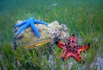 Estrella de mar y peces en el fondo del mar, Indonesia - foto de stock