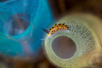 Close-up de uma lesma do mar subaquático, Estreito de Lembeh, Indonésia — Fotografia de Stock