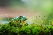 Primo piano di una rana seduta sul muschio, Indonesia — Foto stock
