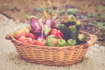 Panier en osier dans un potager avec aubergines, courgettes, poivrons et tomates fraîchement cueillies — Photo de stock