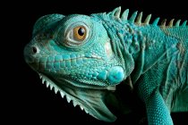 Portrait of a Grand Cayman Blue Iguana on a branch, Indonesia — Stock Photo