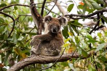 Koala sentado em uma goma árvore, Queensland, Austrália — Fotografia de Stock