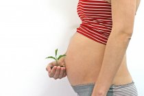 Mujer embarazada sosteniendo una plántula delante de su vientre - foto de stock