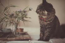 A tabby cat smelling a vase of flowers — Stock Photo
