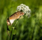 Colheita do mouse escalada em uma flor em um campo, Indiana, EUA — Fotografia de Stock