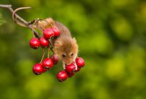 Жнива миші збирають фрукти, Індіана, США — стокове фото