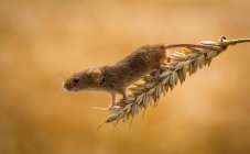 Жнива миші лазять по вухах пшениці в полі (штат Індіана, США). — стокове фото