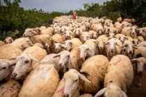 Pastor hembra pastoreando ovejas, Vietnam - foto de stock