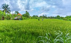 Espantapájaros en un arrozal, Ubud, Bali, Indonesia - foto de stock
